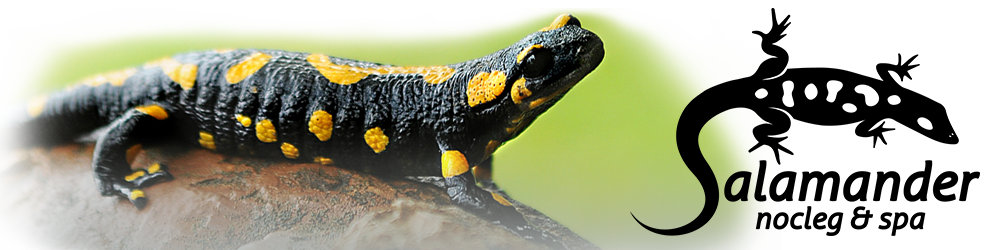 Salamander Nocleg&Spa Logo